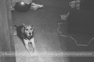 dog waiting at home birth